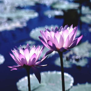 �N���b�N�Ŋg��\��